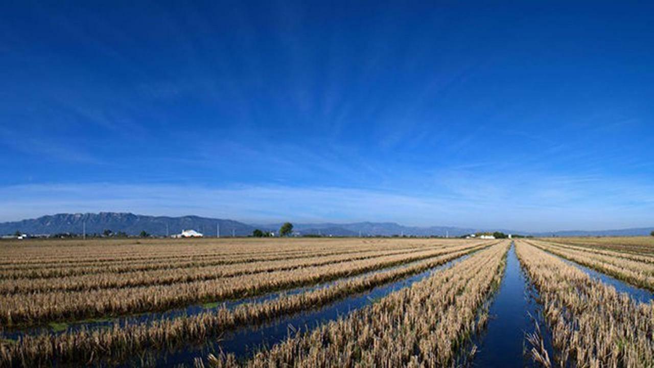 Mi Apartamento En El Delta Del Ebro+ Deltebre Buitenkant foto