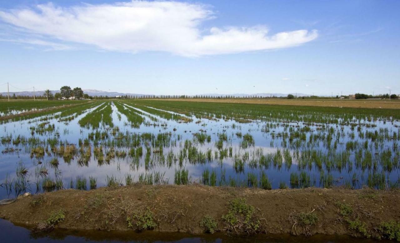 Mi Apartamento En El Delta Del Ebro+ Deltebre Buitenkant foto
